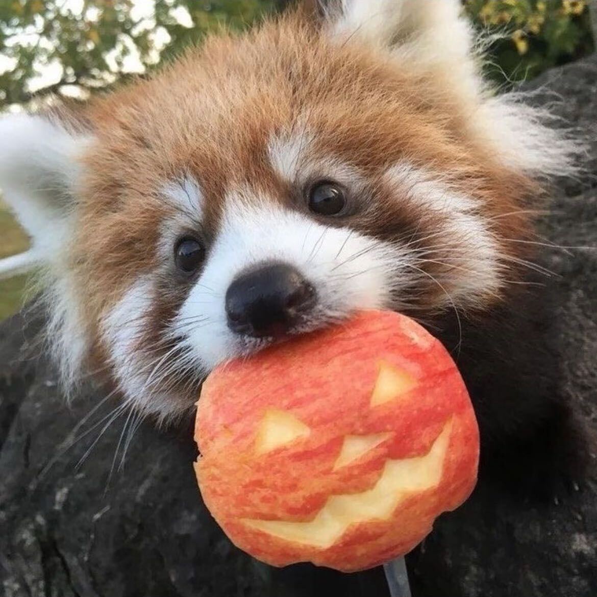 apple